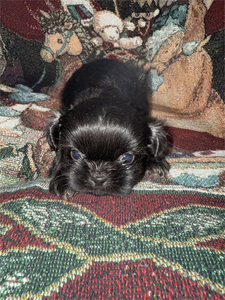 Longhair Chihuahua/Shih Toy