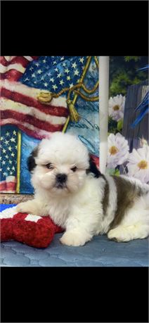 ShihPoo Male