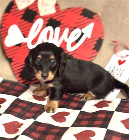 Little Dachshund Girl