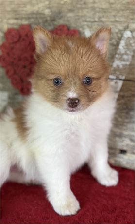 orange and white female- Susie