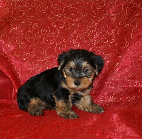 Precious Male Yorkie *UABR*