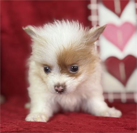Male Sable/white pom - Bandit