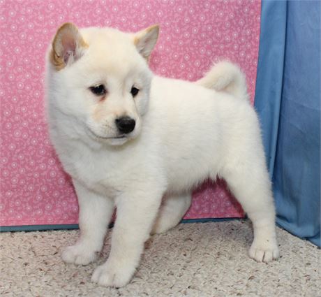 Female Shiba Inu
