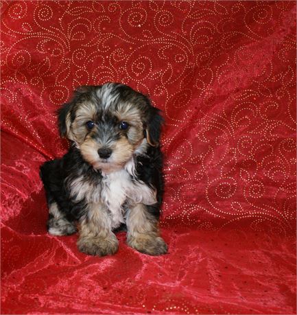 Gorgeous Male Morkie *UABR*