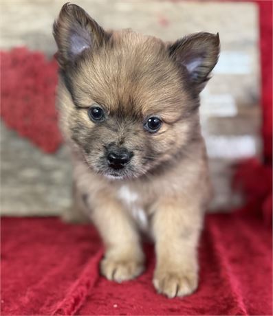 sable merle male- scooby