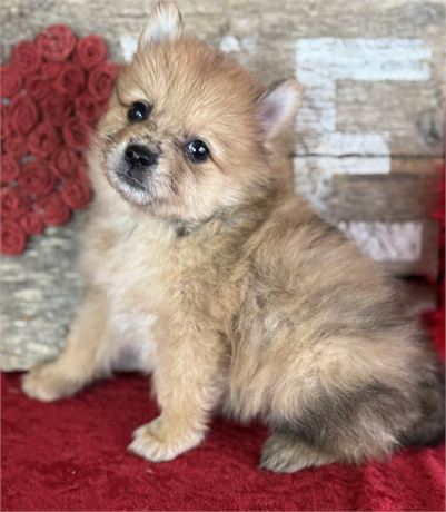 Sable merle female- Sally