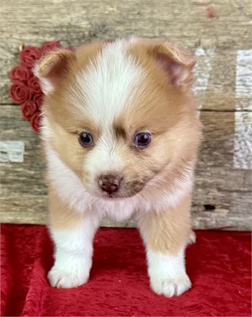 orange and white male- shaggy