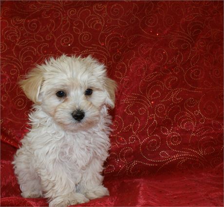 Precious Male Morkie *UABR*