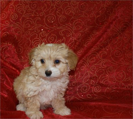 Adorable Male Morkie *UABR*