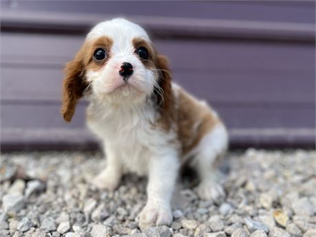 Male Cavalier KC (Clean USDA and State)