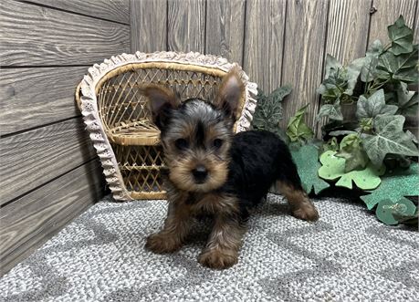 Male Yorkshire Terrier