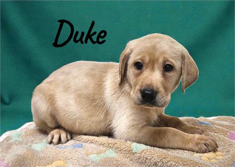 AKC Yellow Lab Duke