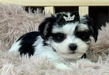 Gorgeous tri-parti Morkie female--Parents 6# and 7#