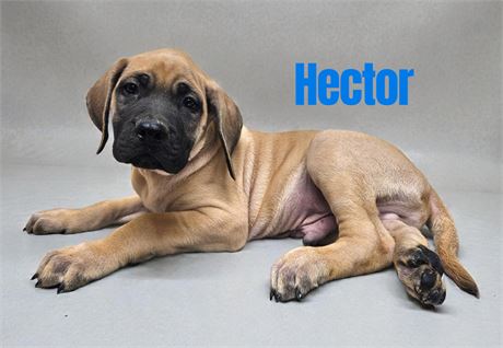 AKC English Mastiff Hector