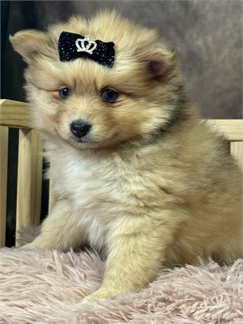 Gorgeous heavily coated Female F1B Pomsky-BLUE EYES!!