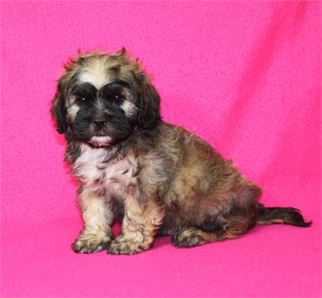 Co Co's #1 M ShihPoo