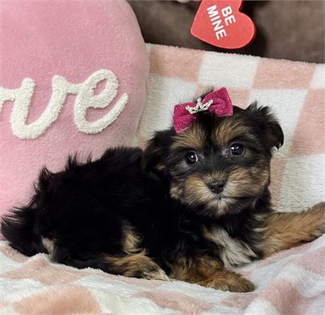 Beautiful tiny female black and tan Shorkie