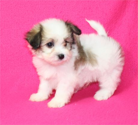 Betty Lou's #3 M Papitese