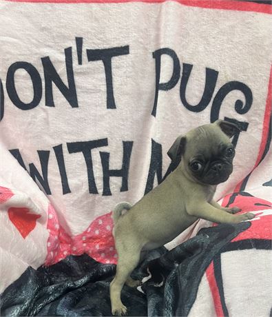 Tiny Beautiful Pug Female