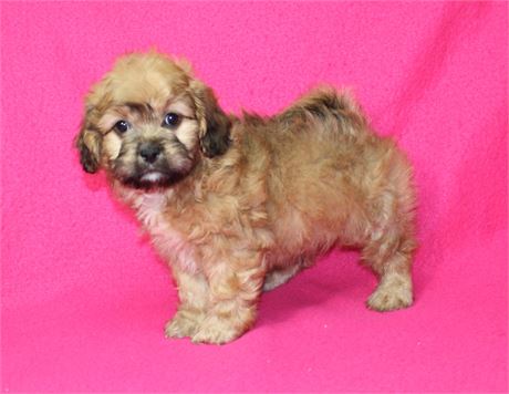 Co Co's #2 M ShihPoo