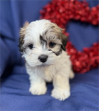 Zuchon - Mango’s # 5 (F)