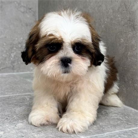 Shih tzu 2647-01
