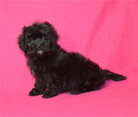 Co Co's #3 M ShihPoo