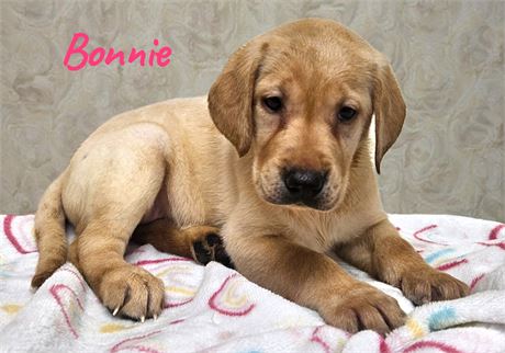 AKC Yellow Lab Bonnie