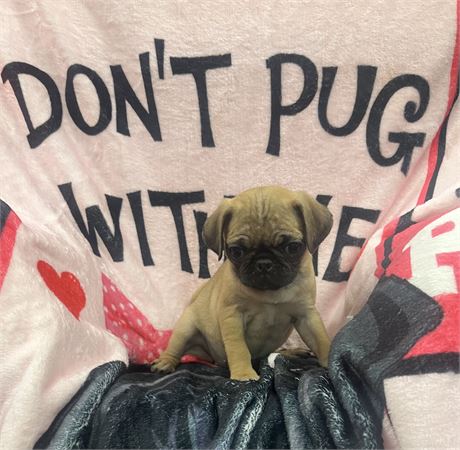 Beautiful Pug Female