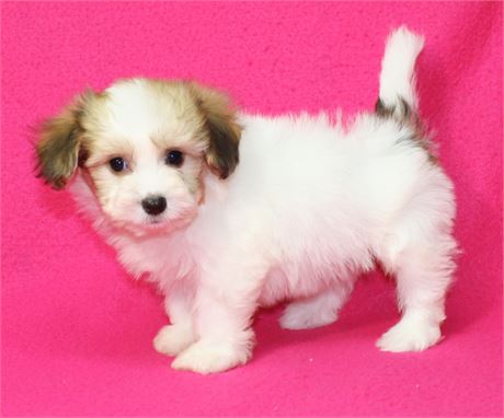 Betty Lou's #2 M Papitese