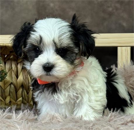 Gorgeous tri-parti Morkie male Parents 6# and 7#