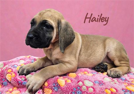 AKC English Mastiff Hailey