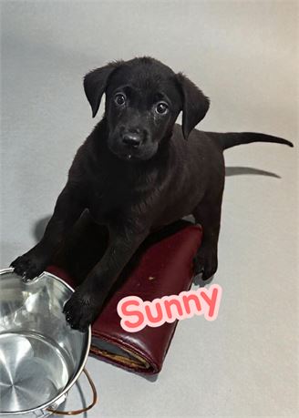 AKC Black Lab Sunny