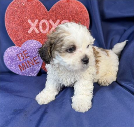 Zuchon - Mango’s # 4 (F)