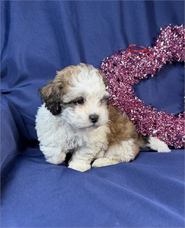 Zuchon - Mango’s # 3 (F)