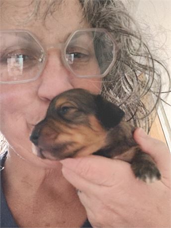 Jericho mini dachshund