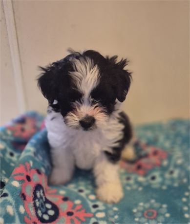 Cute little female Shorkiepoo