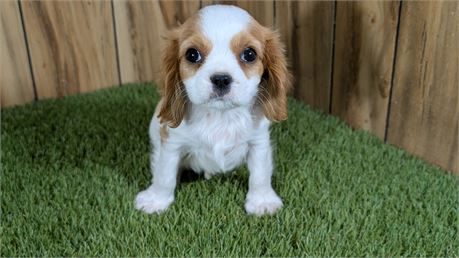 Male Cavalier