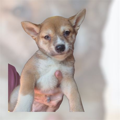 Nice older red male Shiba