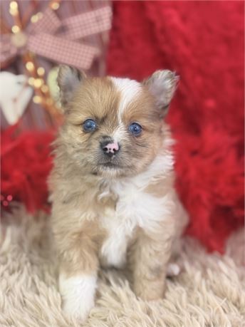 Female Sable Merle *BLUE EYES* - Suki