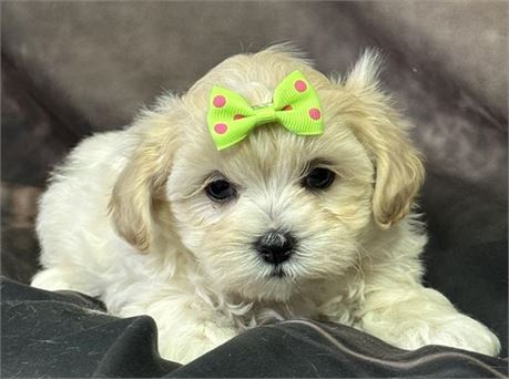 Gorgeous dark cream Shihpoo female
