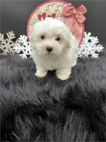 Clara's Neutered Maltese Male 2