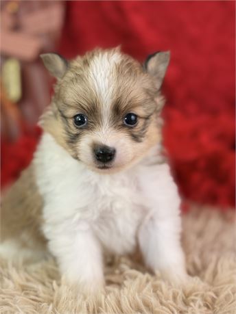 Female Sable and white - Jane