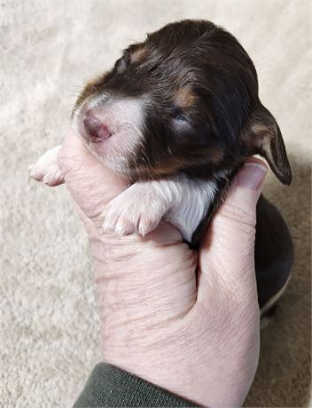 Jurney mini dachshund