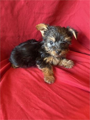 Male yorky small