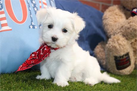 MALE MALTESE 677