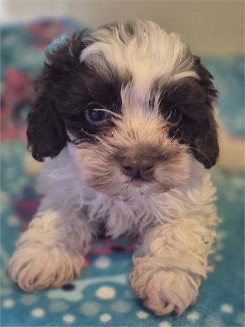 Adorable little Chocolate & White Shihpoo male