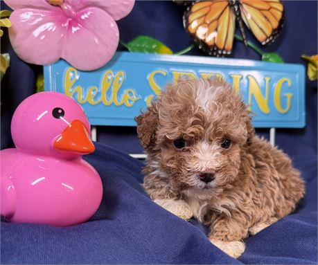 Poodle - Lily’s # 2 (F)