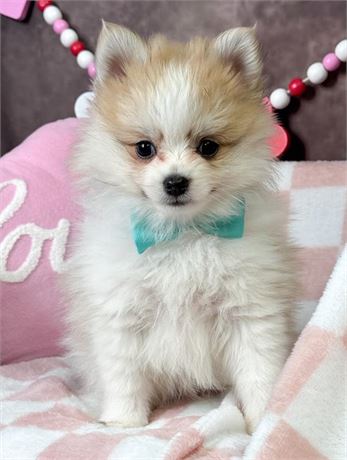 Gorgeous, tiny Male Pomeranian, LOTS of hair!! Parents 6-7#