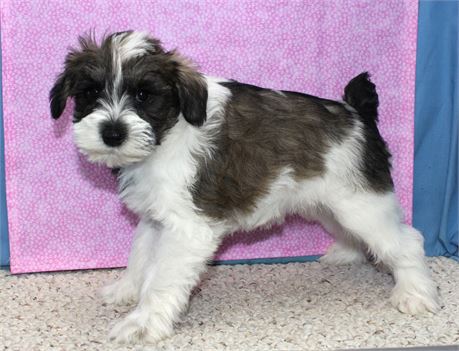 Female Schnoodle